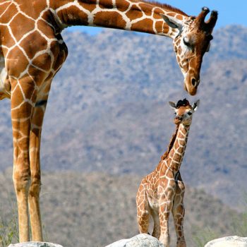 Living Desert